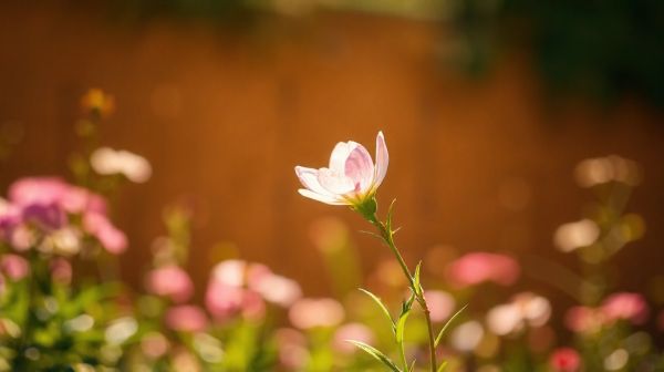Discover how Plant Me's AI helps you identify plants effortlessly